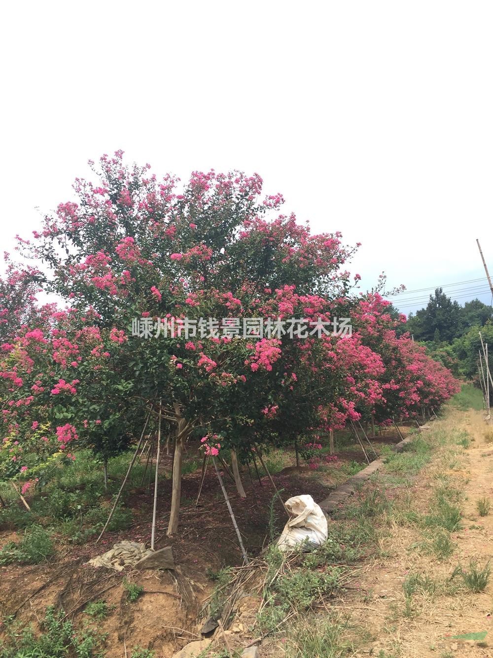 紫薇工程苗 精品百日红 大规格百日红行情报价