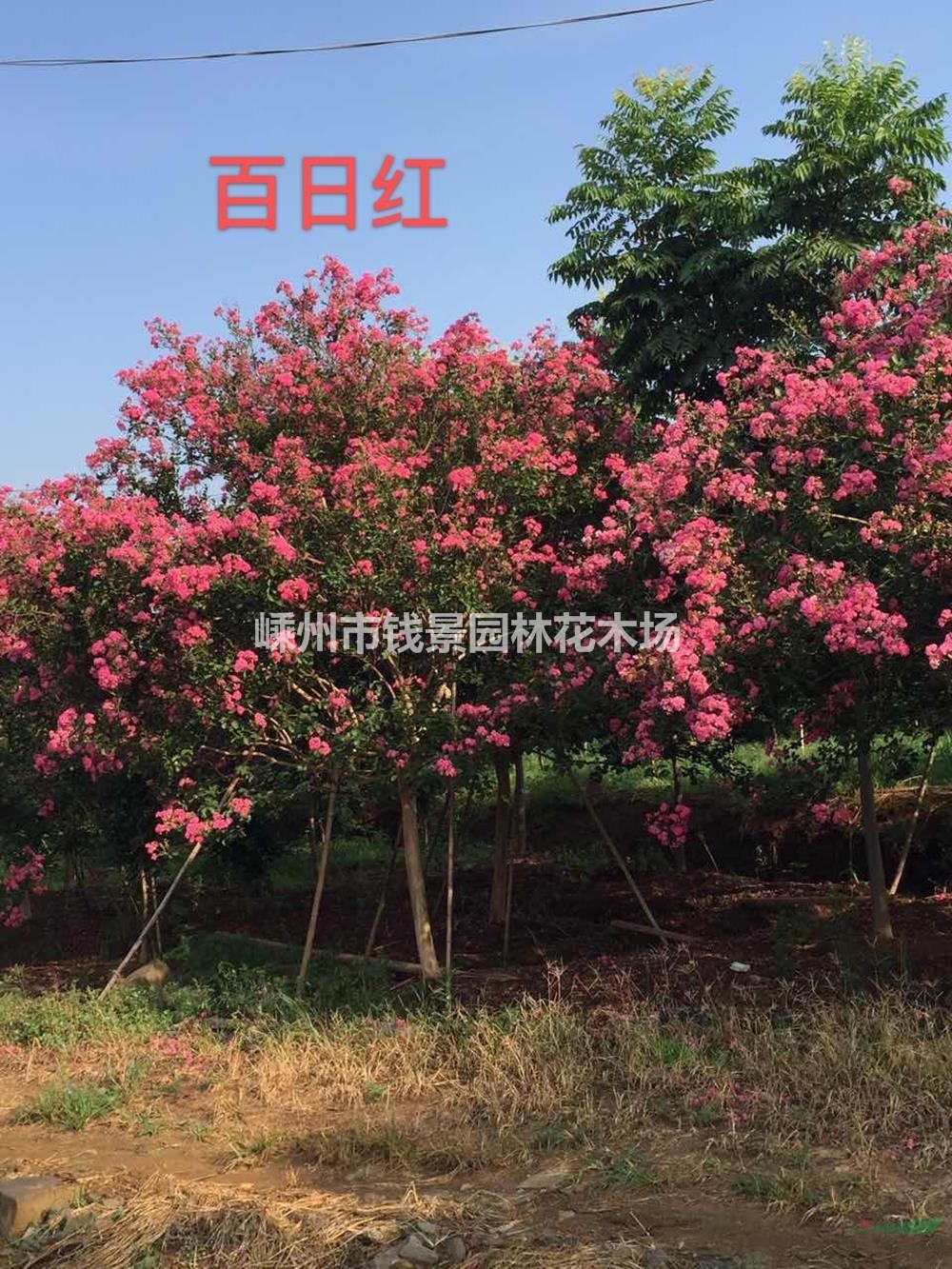 紫薇工程苗 精品百日红 大规格百日红行情报价