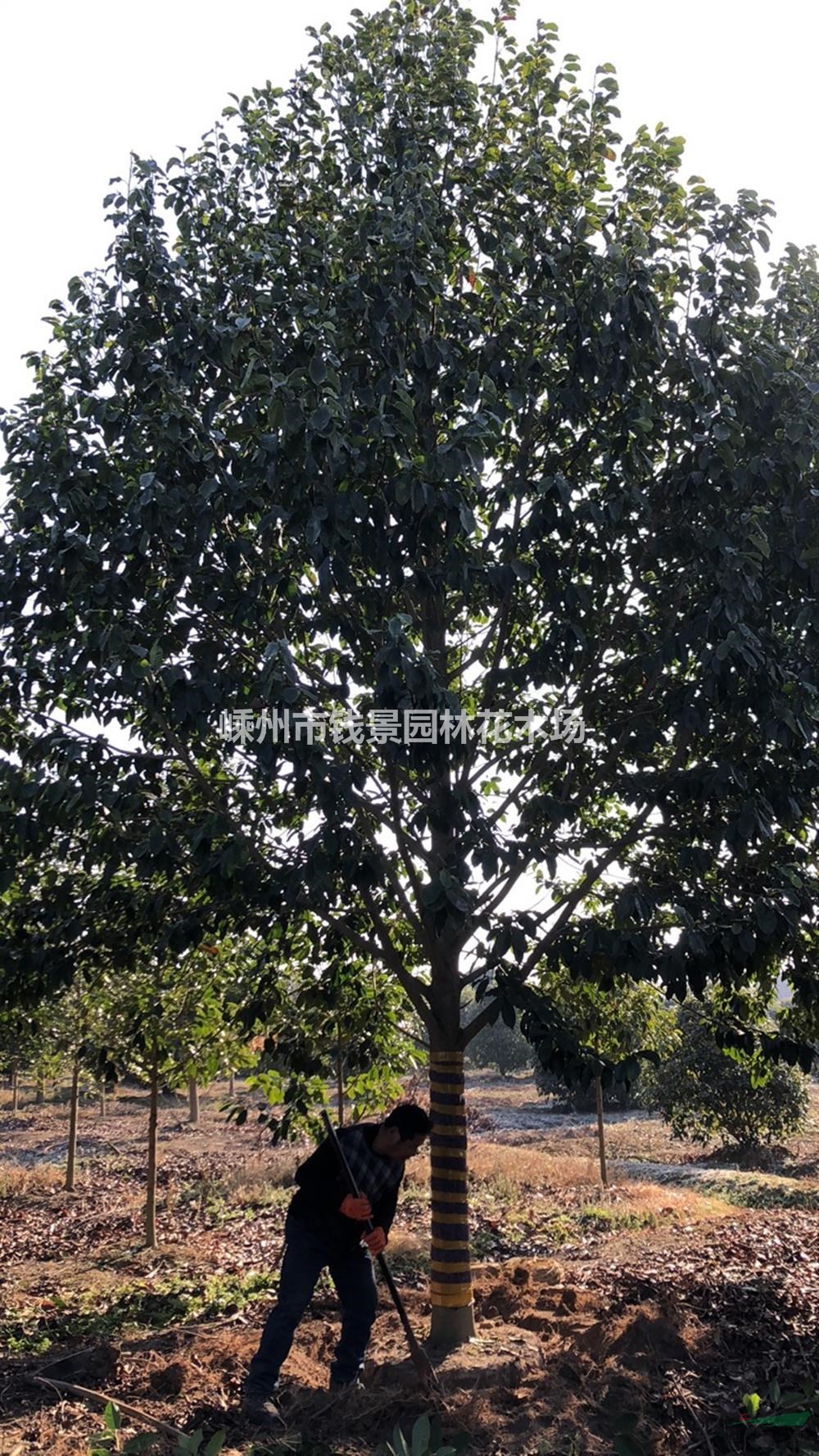 20公分乐昌含笑起苗 乐昌含笑装车现场基地实拍