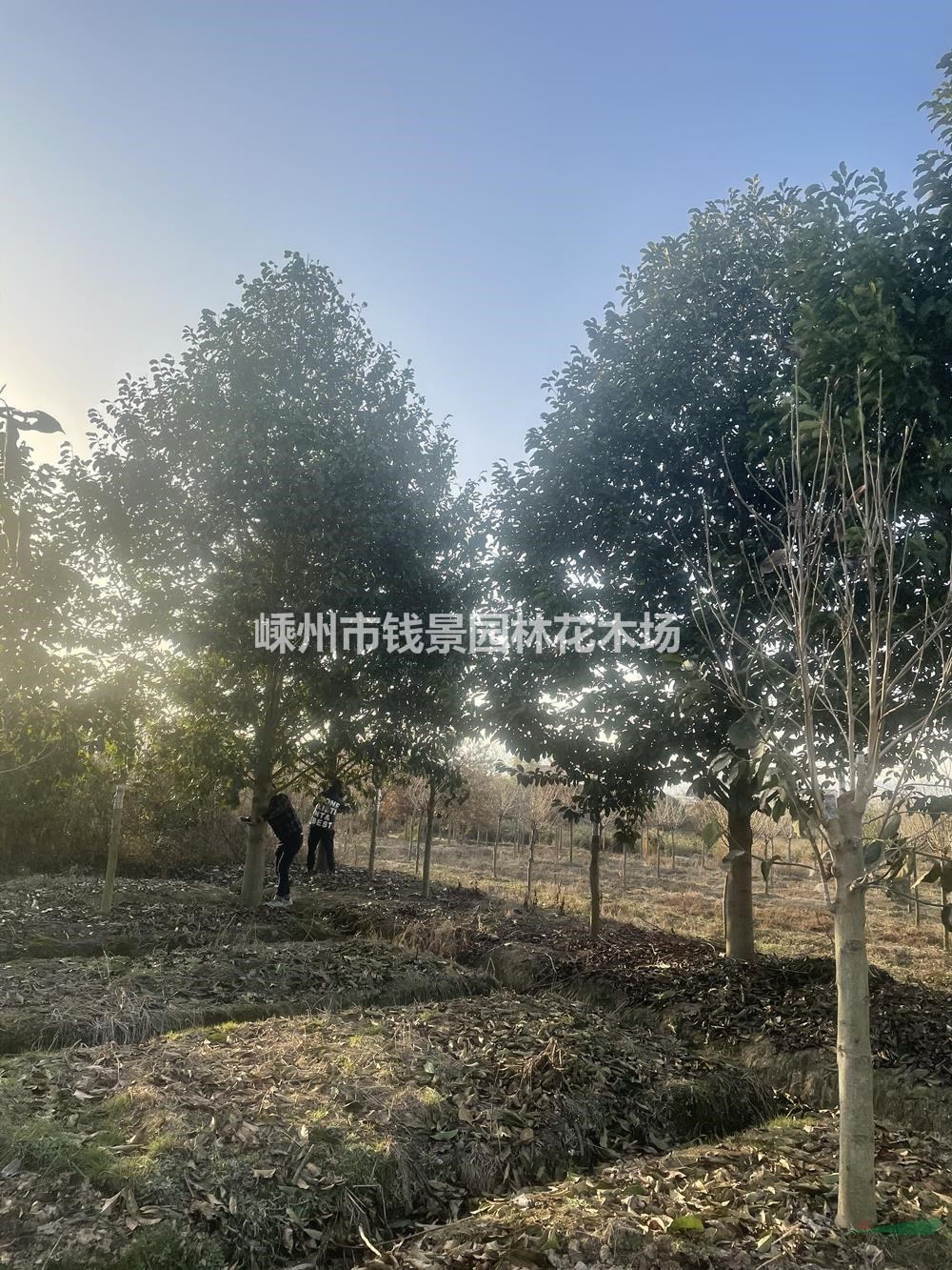 20公分乐昌含笑起苗 乐昌含笑装车现场基地实拍