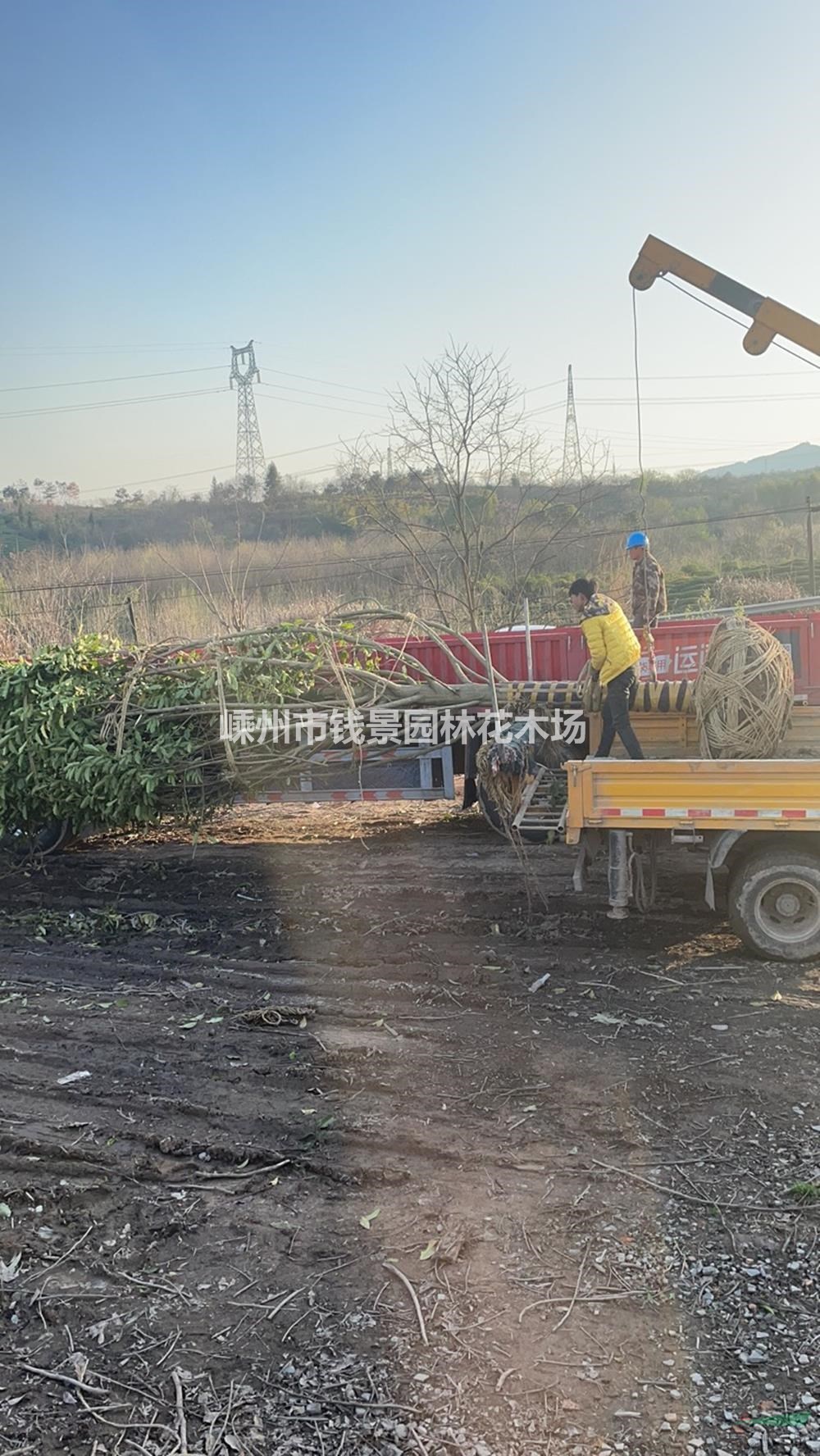 20公分乐昌含笑起苗 乐昌含笑装车现场基地实拍