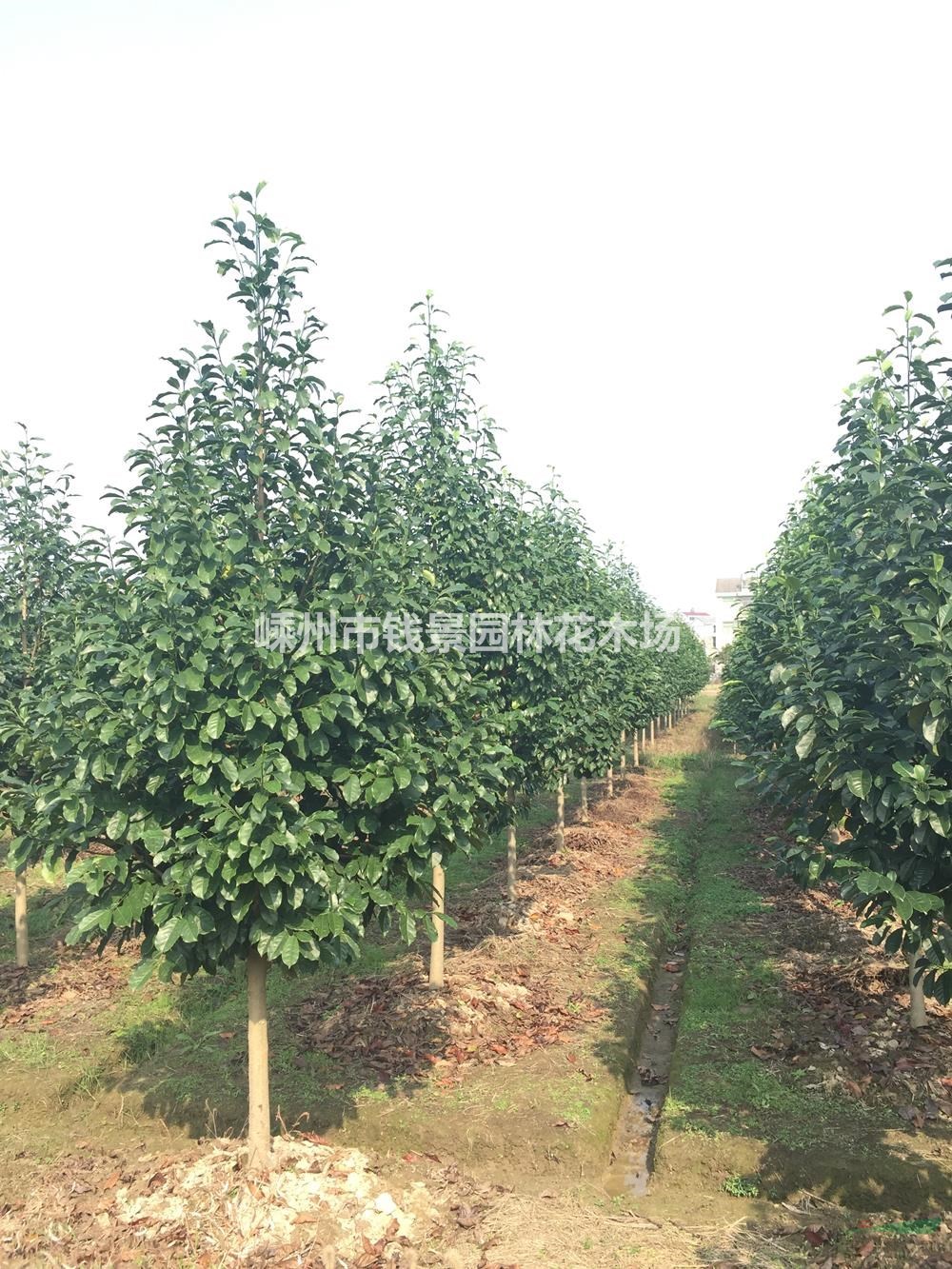 浙江嵊州乐昌含笑哪里好 30公分乐昌含笑哪家便宜