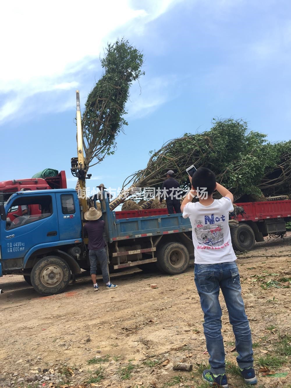 浙江嵊州乐昌含笑哪里好 30公分乐昌含笑哪家便宜