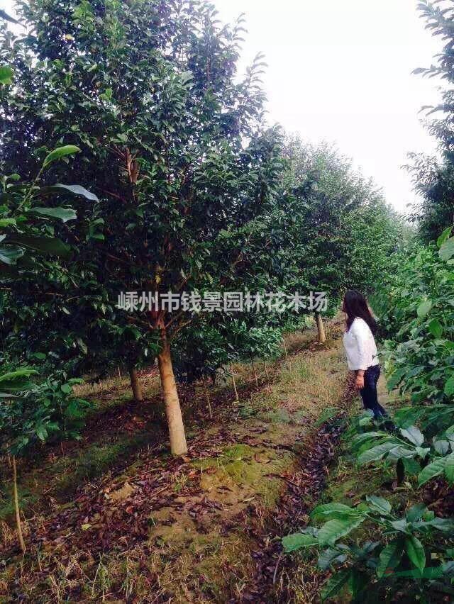 大小规格乐昌含笑基地 25公分乐昌含笑量大