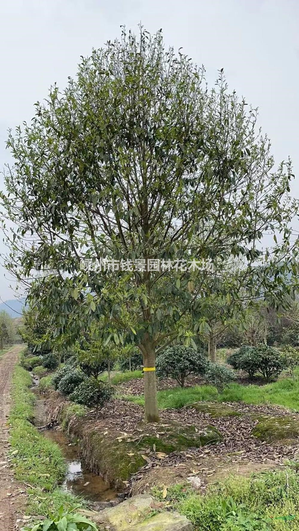 大小规格乐昌含笑基地 25公分乐昌含笑量大