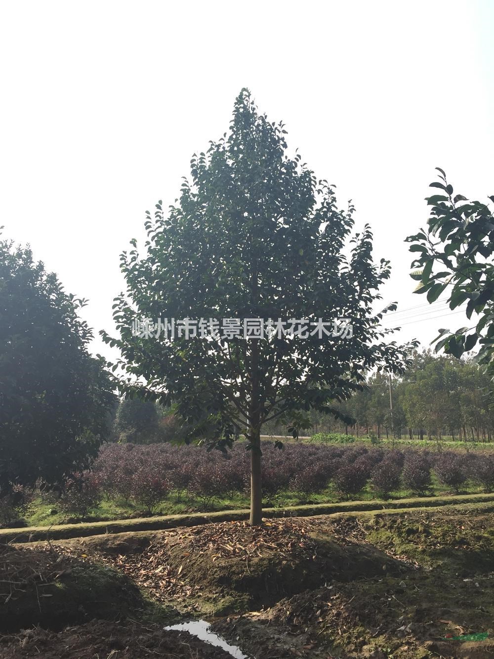 大小规格乐昌含笑基地 25公分乐昌含笑量大