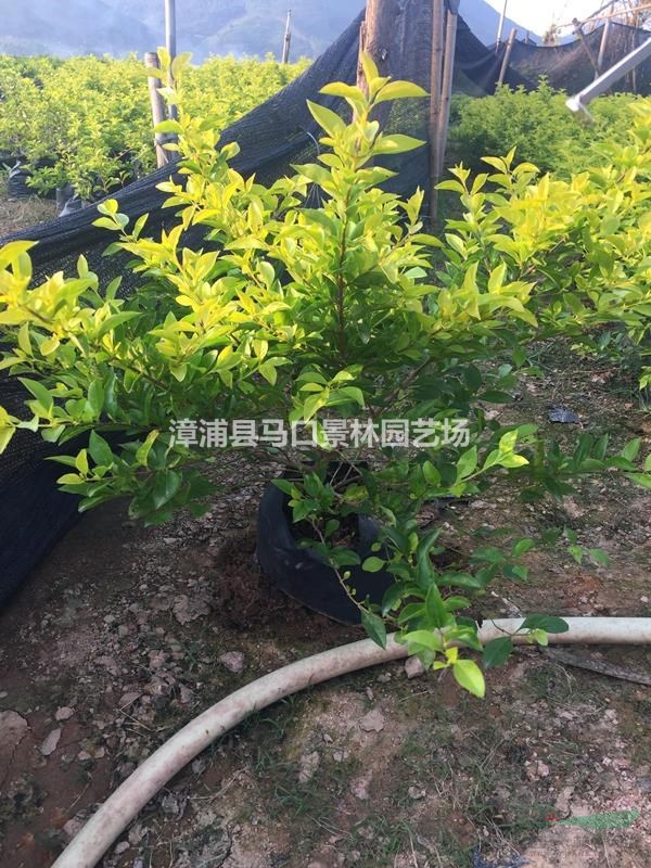 福建黄金叶图片 漳州黄金叶基地实拍 如果需要采购黄金叶的可以