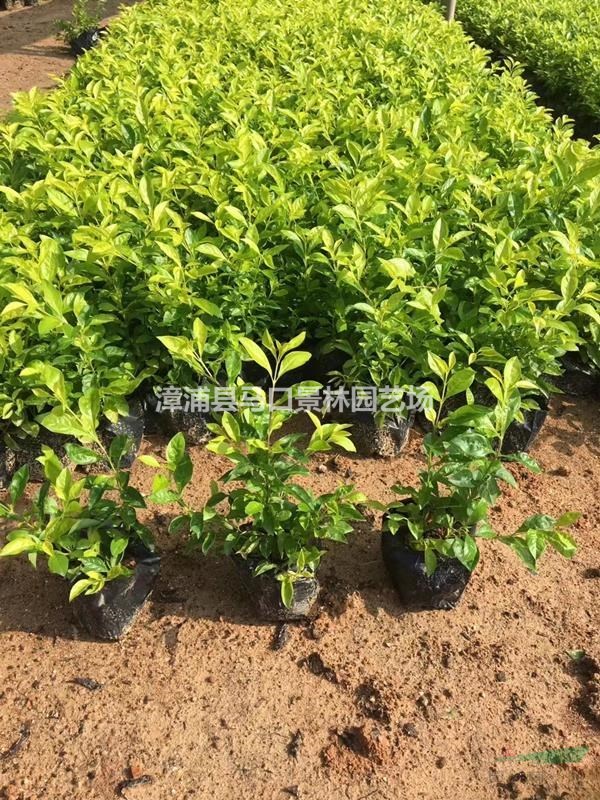 福建黄金叶图片 漳州黄金叶基地实拍 如果需要采购黄金叶的可以