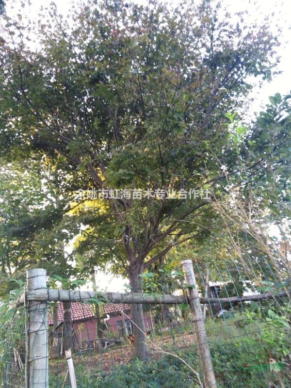 合作社农户自产中国红枫12-22