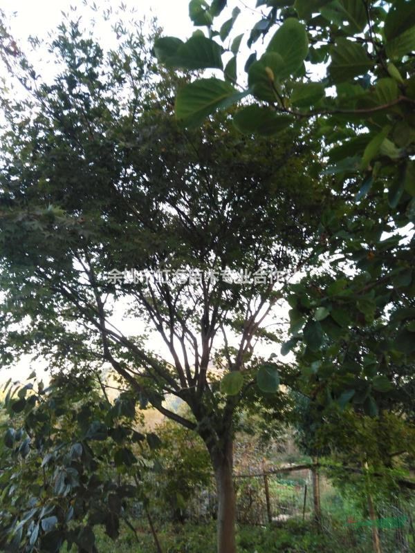 合作社农户自产中国红枫12-22