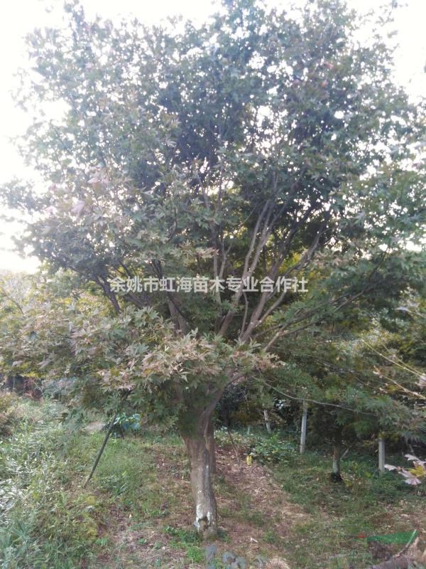 合作社农户自产中国红枫12-22