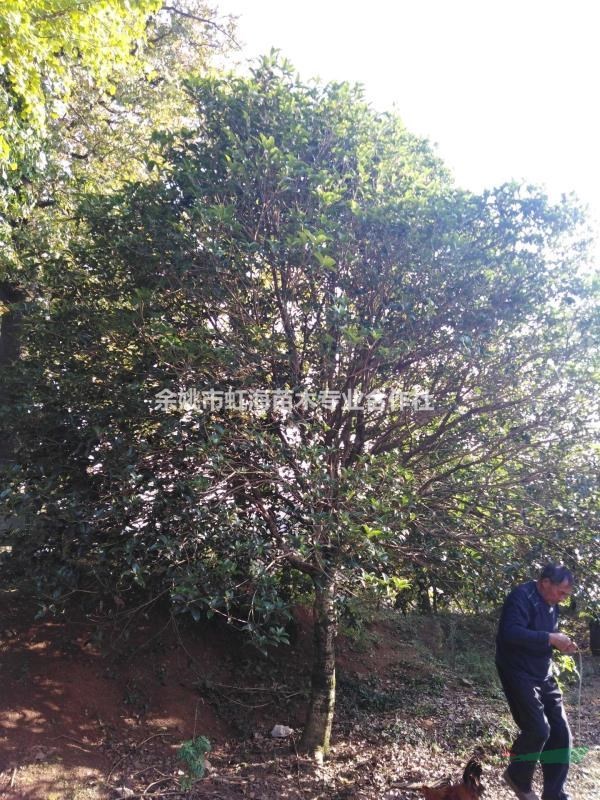 自种桂花树便宜处理，数量不多