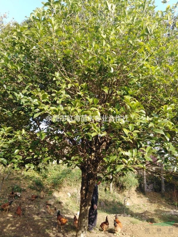 自种桂花树便宜处理，数量不多