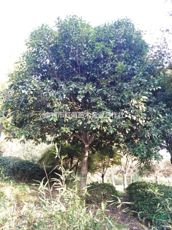 自种桂花树便宜处理，数量不多