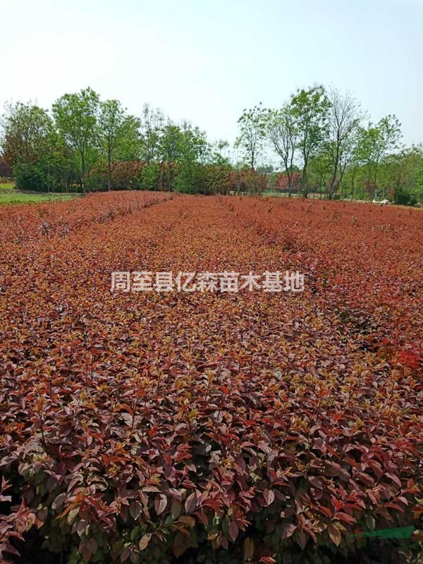 陜西紅葉李小苗高50-70優質批發 陜西哪里賣營養缽紅葉李小苗價錢便宜