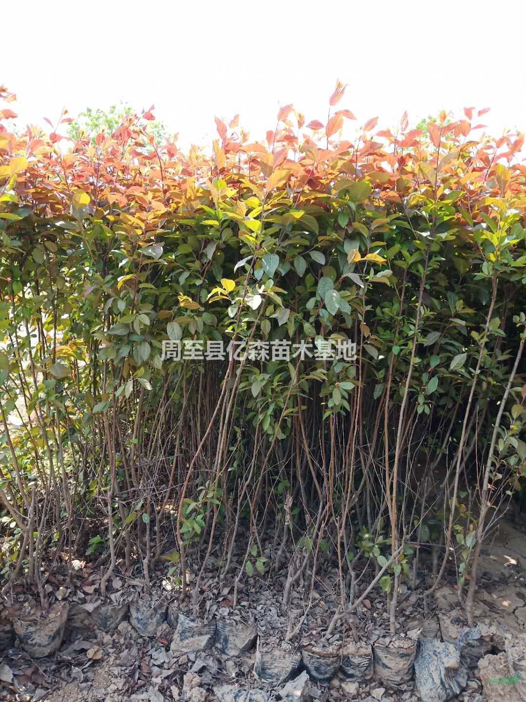 陜西紅葉李小苗高50-70優質批發 陜西哪里賣營養缽紅葉李小苗價錢便宜