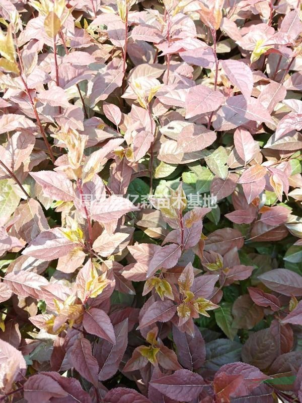 陜西紅葉李小苗高50-70優質批發 陜西哪里賣營養缽紅葉李小苗價錢便宜