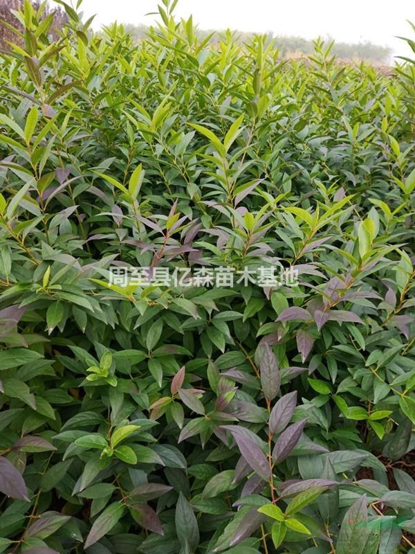 陜西連翹苗批發優質高50-80量大 陜西哪里賣連翹杯苗便宜