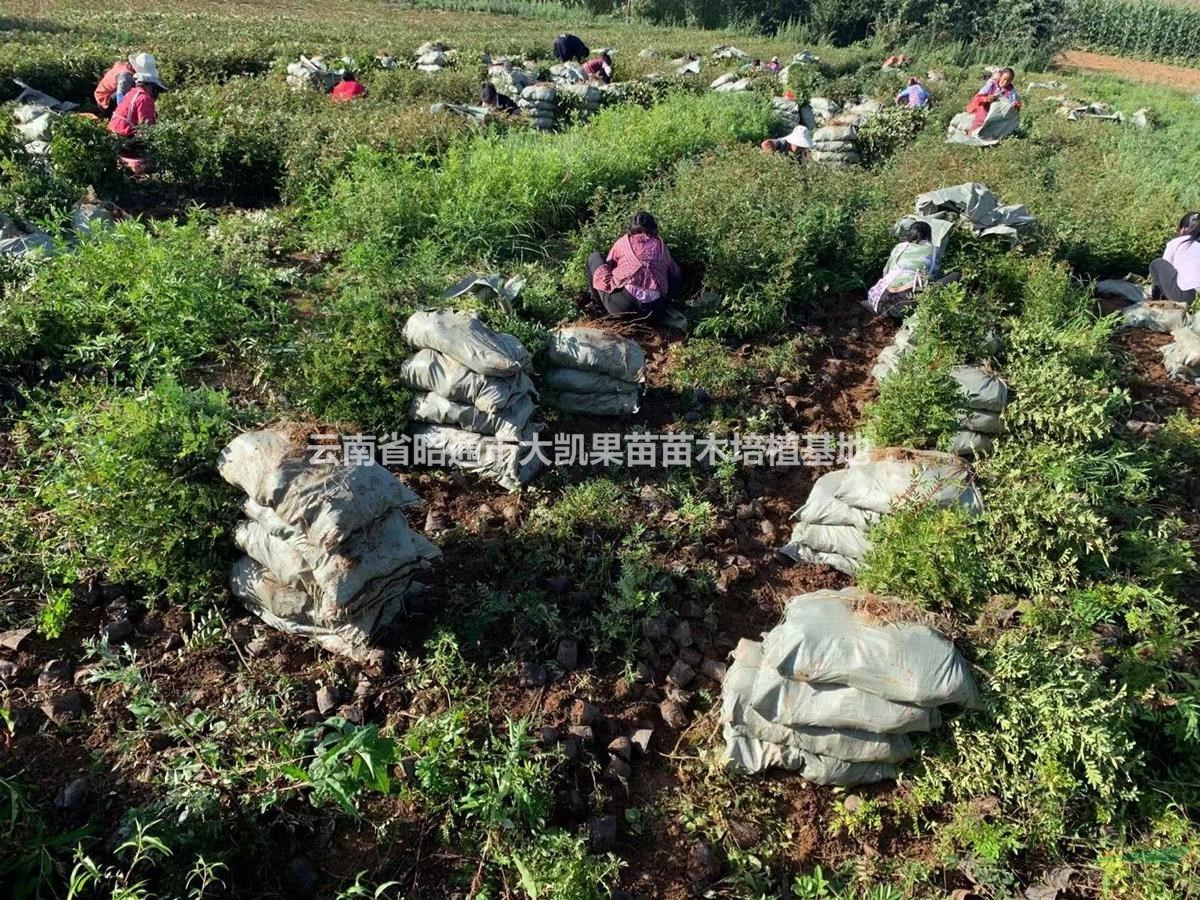 2021年花椒苗供應(yīng)，云南花椒苗，云南昭通花椒苗，四川花椒苗，貴州花椒苗供應(yīng)。