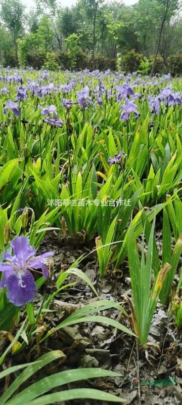 江蘇鳶尾價(jià)格 本基地有很多的鳶尾地被植物批發(fā) 鳶尾苗價(jià)格 這