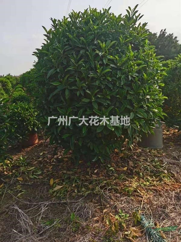 广州广大花木低价供应非洲茉莉球