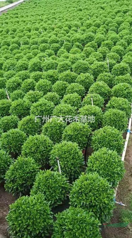 广州广大花木低价供应非洲茉莉球
