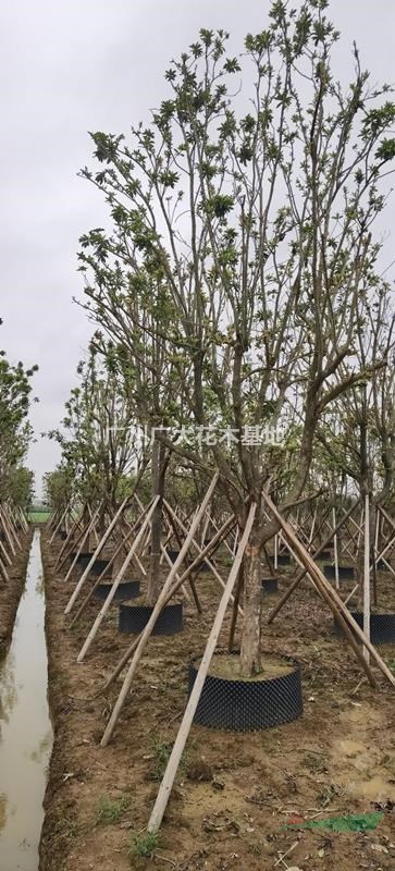 大量供应黄金熊猫（金蒲桃）