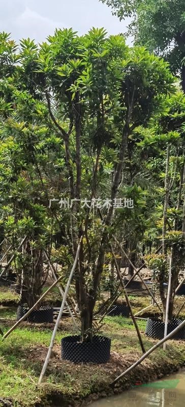 大量供应黄金熊猫（金蒲桃）