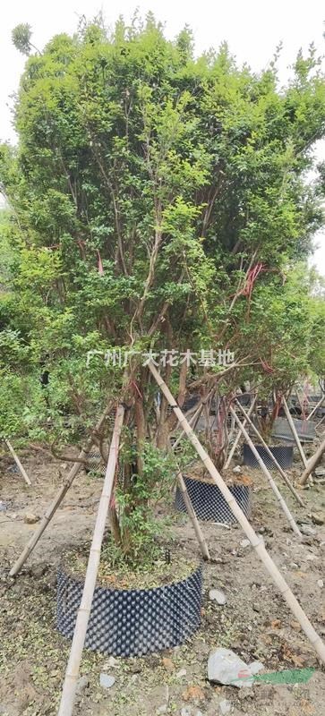 广州广大花木大量供应15-18-20公分直径台湾嘉宝果树葡萄