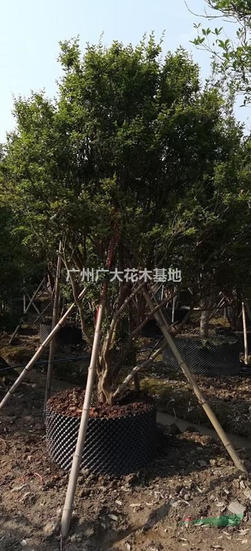 广州广大花木大量供应15-18-20公分直径台湾嘉宝果树葡萄
