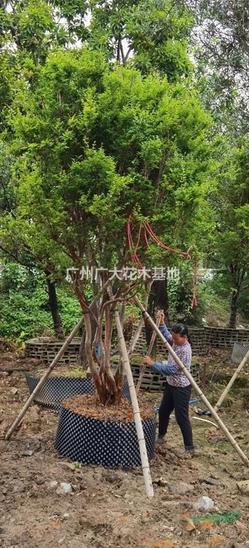 广州广大花木大量供应15-18-20公分直径台湾嘉宝果树葡萄