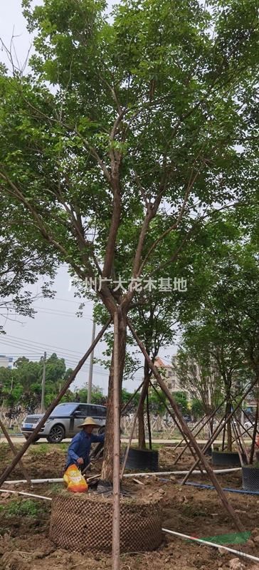 广州广大花木大量供应黄花风铃木12-15-20-25公分直径