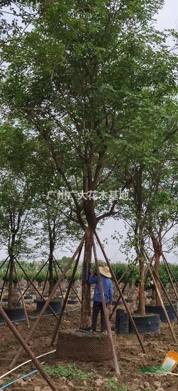 广州广大花木大量供应黄花风铃木12-15-20-25公分直径