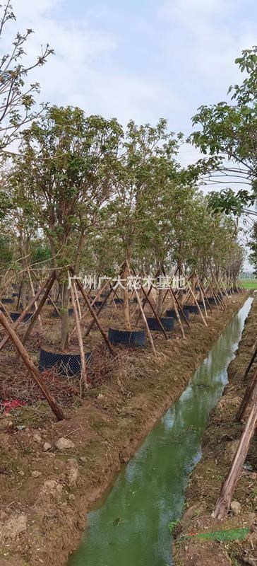 广州广大花木大量供应黄花风铃木12-15-20-25公分直径