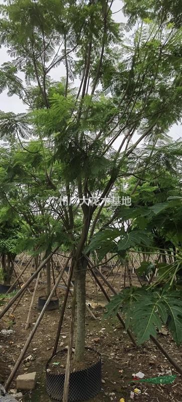 大量供应蓝花楹20-25-30公分直径