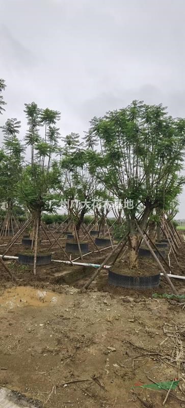 大量供应蓝花楹20-25-30公分直径