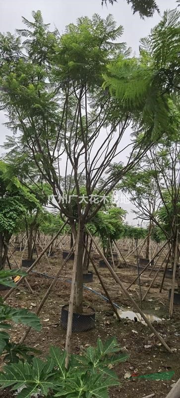 大量供应蓝花楹20-25-30公分直径