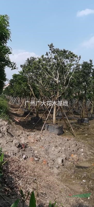 大量供应红果冬青15-20-25-30公分直径