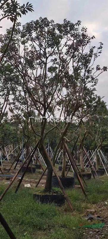 大量供应红果冬青15-20-25-30公分直径