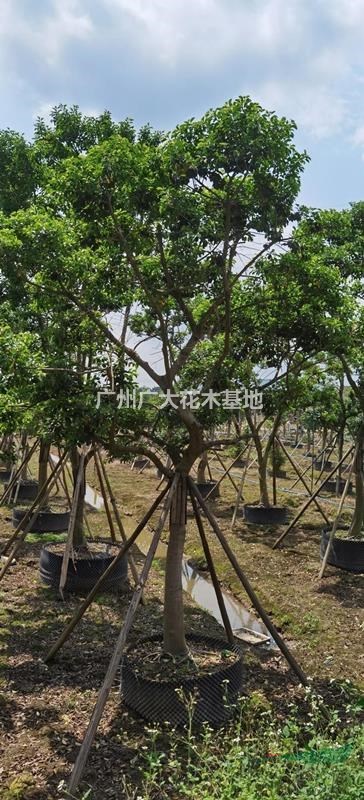 大量供应红果冬青15-20-25-30公分直径