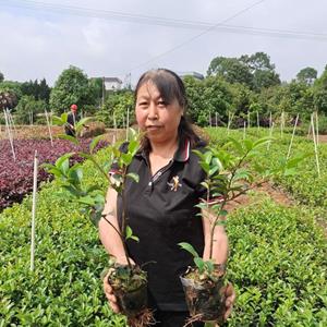 茶梅大杯苗/茶梅杯苗圖片/茶梅杯苗價(jià)格/哪里茶梅杯苗便宜