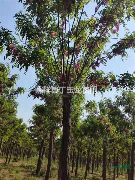 出售香花槐 10-12-15公分香花槐價格多少