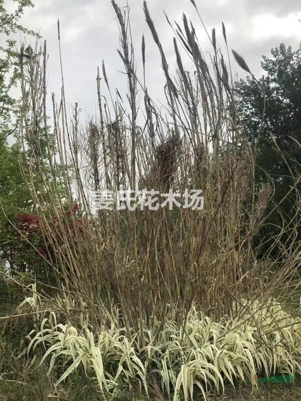 基地快递玉龙草玉带草书带草沿阶草金边麦冬草