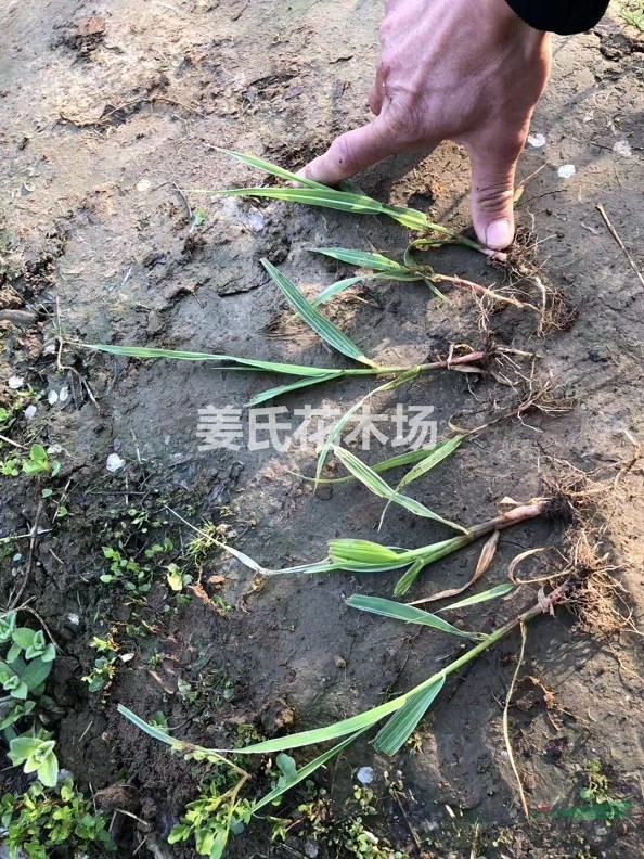 基地快递玉龙草玉带草书带草沿阶草金边麦冬草