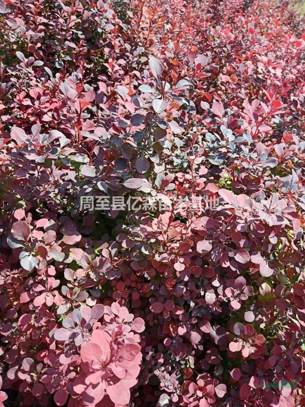 西安優質紅葉小檗 營養杯紅葉小檗/紫葉小檗 陜西反季節營養杯綠化小苗直銷