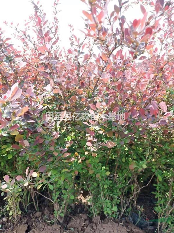西安優質紅葉小檗 營養杯紅葉小檗/紫葉小檗 陜西反季節營養杯綠化小苗直銷