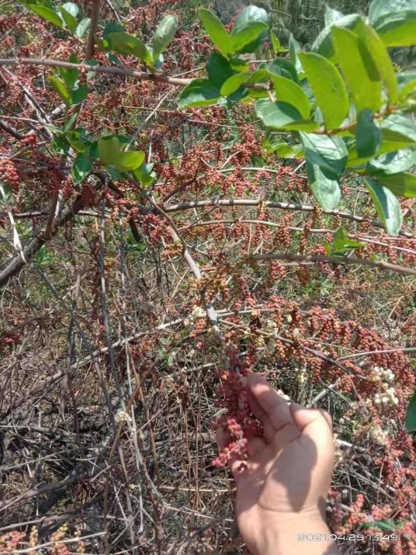马桑种子荒山护坡生态修复治理恢复用种