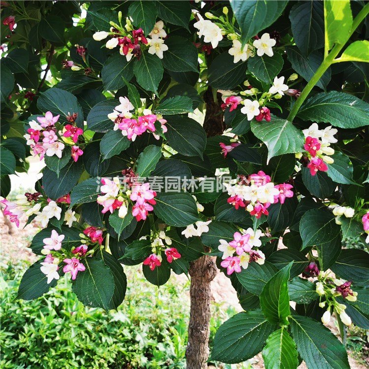 大量供應(yīng)五彩錦帶樹(shù)冠幅飽滿土球大基地現(xiàn)起現(xiàn)挖好苗 全國(guó)發(fā)貨大小規(guī)格齊全 歡迎來(lái)電