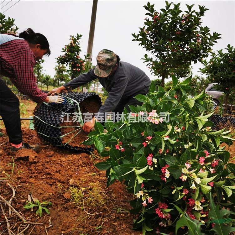 大量供應(yīng)五彩錦帶樹(shù)冠幅飽滿土球大基地現(xiàn)起現(xiàn)挖好苗 全國(guó)發(fā)貨大小規(guī)格齊全 歡迎來(lái)電