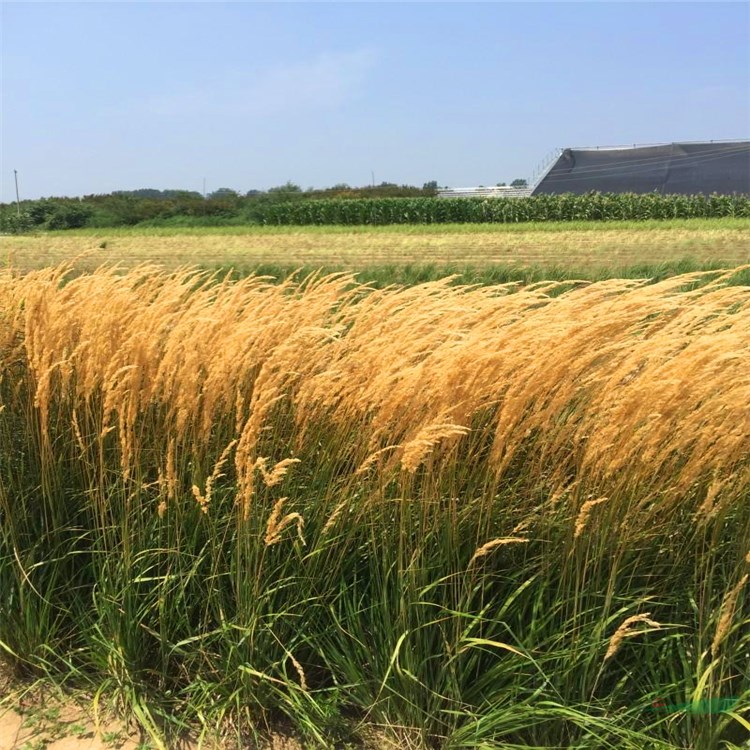 拂子茅幼苗價(jià)格 花壇盆栽園林綠化環(huán)境植物 易生長(zhǎng)耐干旱卡爾拂子茅 耐鹽堿觀葉植物 歡迎來(lái)電咨詢